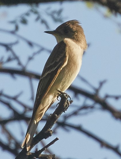 Western Wood-Pewee - Brooke Miller