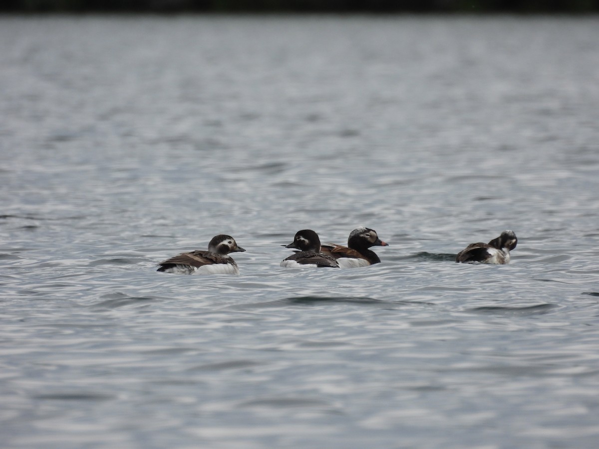 Long-tailed Duck - ML587827601
