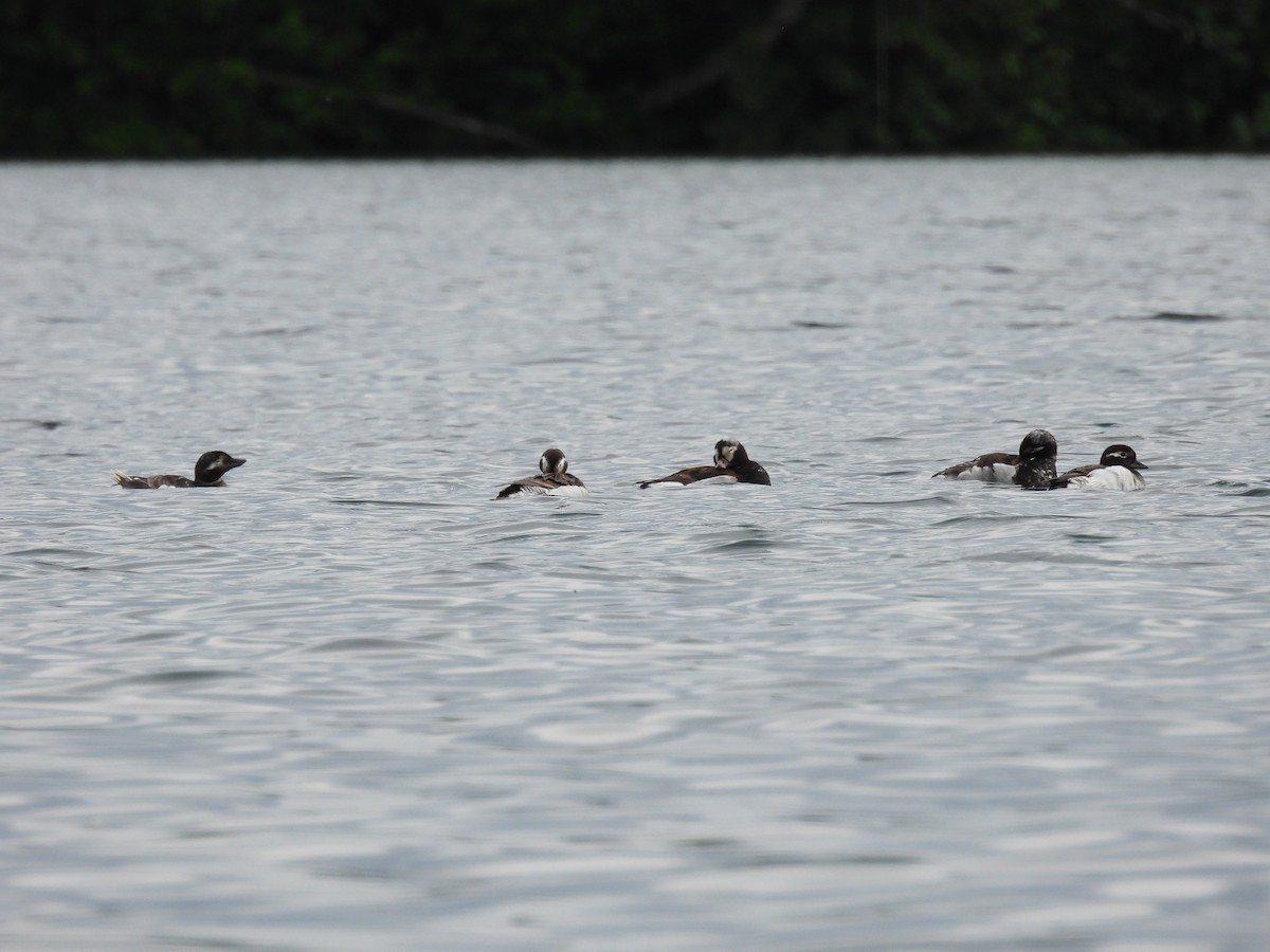 Long-tailed Duck - ML587827621