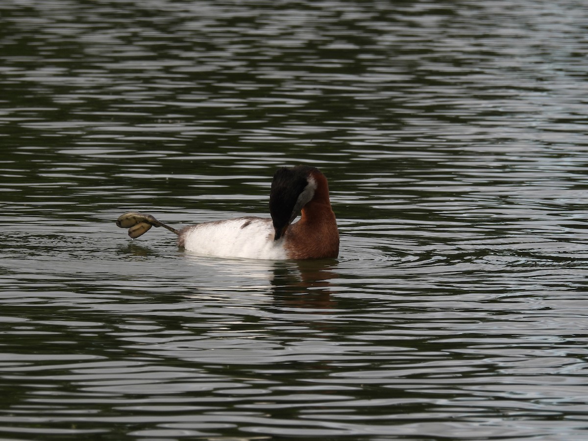 Red-necked Grebe - ML587827891