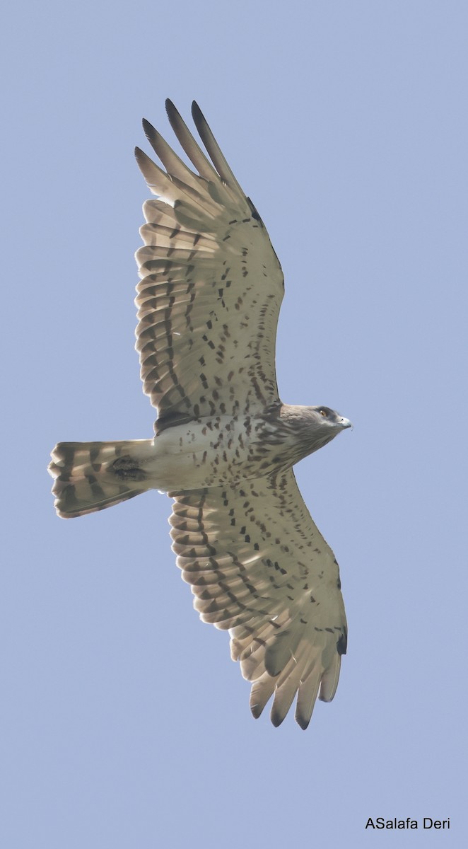 Short-toed Snake-Eagle - ML587828121