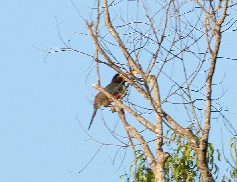 Chestnut-eared Aracari - ML587829441