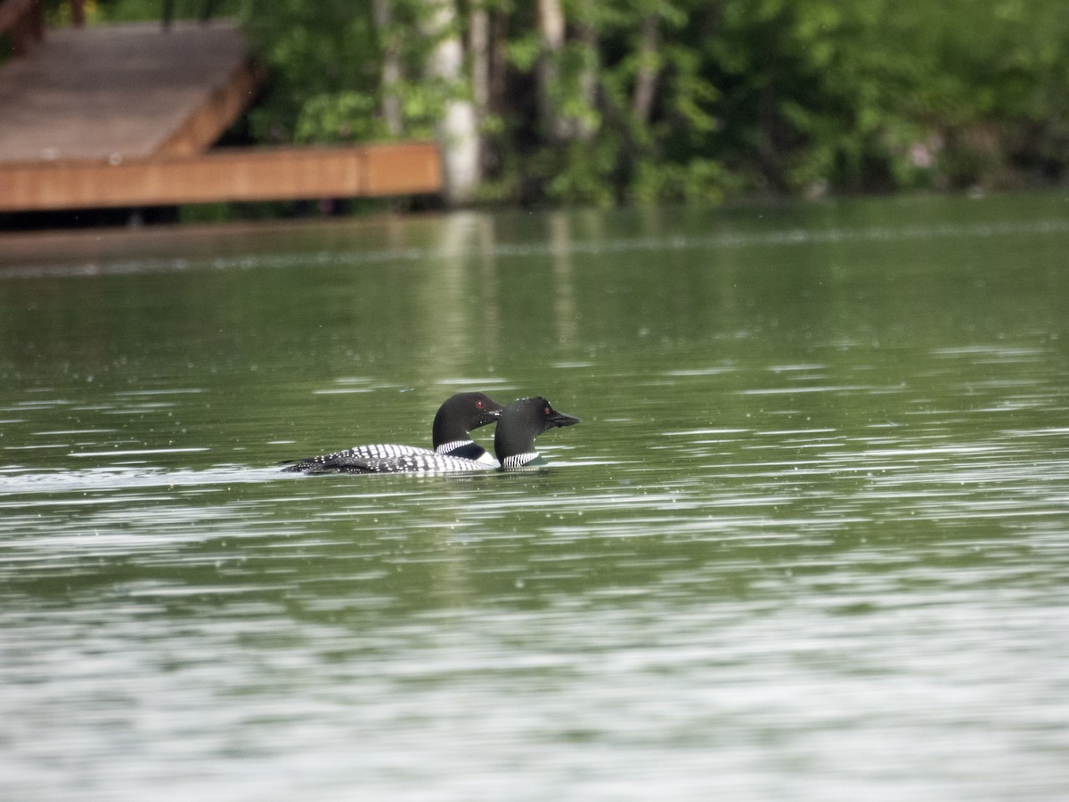 Common Loon - ML587830081