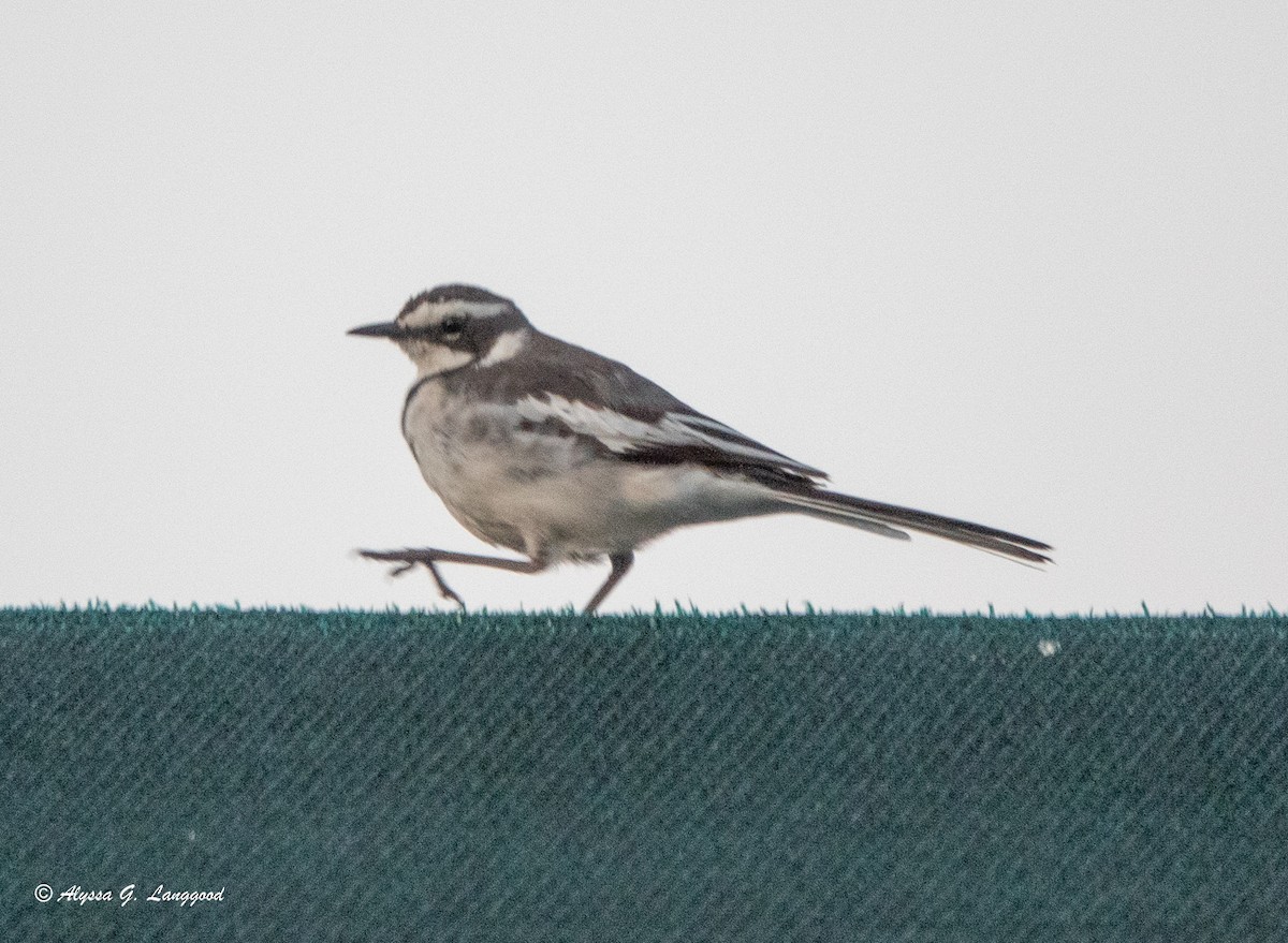 African Pied Wagtail - Anonymous