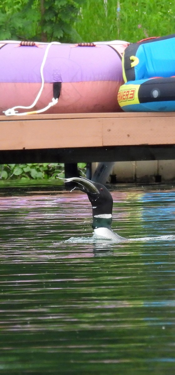 Common Loon - ML587830361