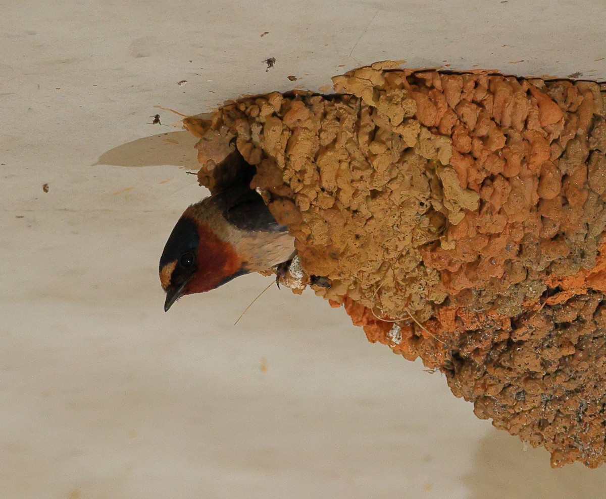 Cliff Swallow - ML587830661