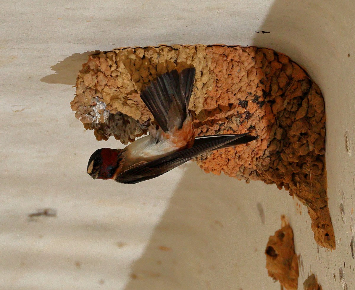 Cliff Swallow - ML587830671