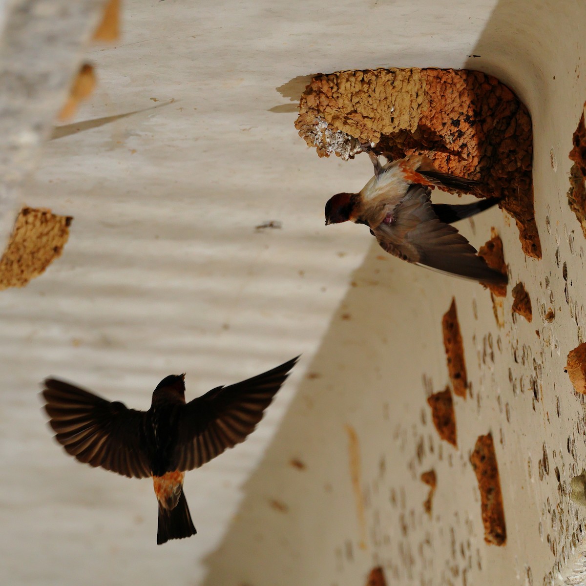 Cliff Swallow - ML587830681