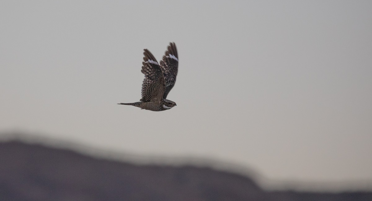 Lesser Nighthawk - ML587831341