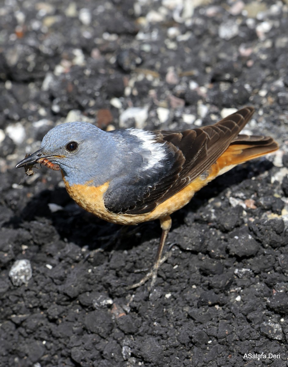 Rufous-tailed Rock-Thrush - ML587831591