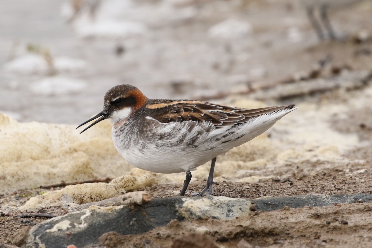 Red-necked Phalarope - Mark Chavez