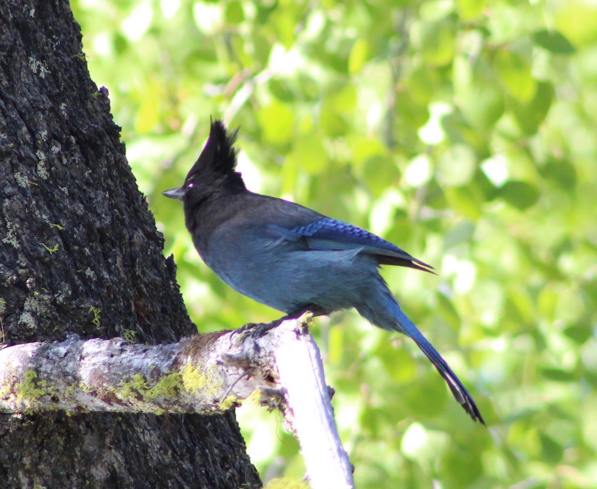 Steller's Jay - Anna Nesterovich