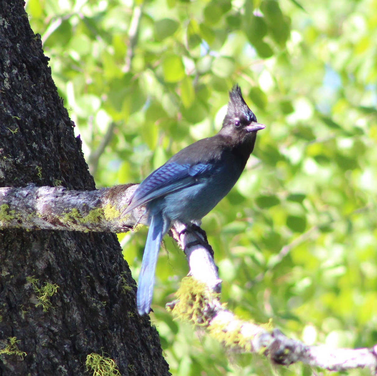 Steller's Jay - Anna Nesterovich