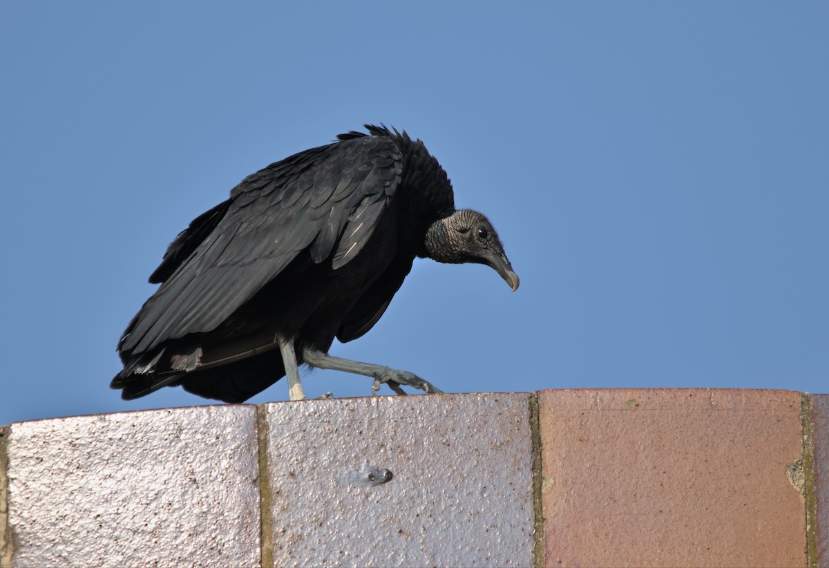 Black Vulture - ML587832931