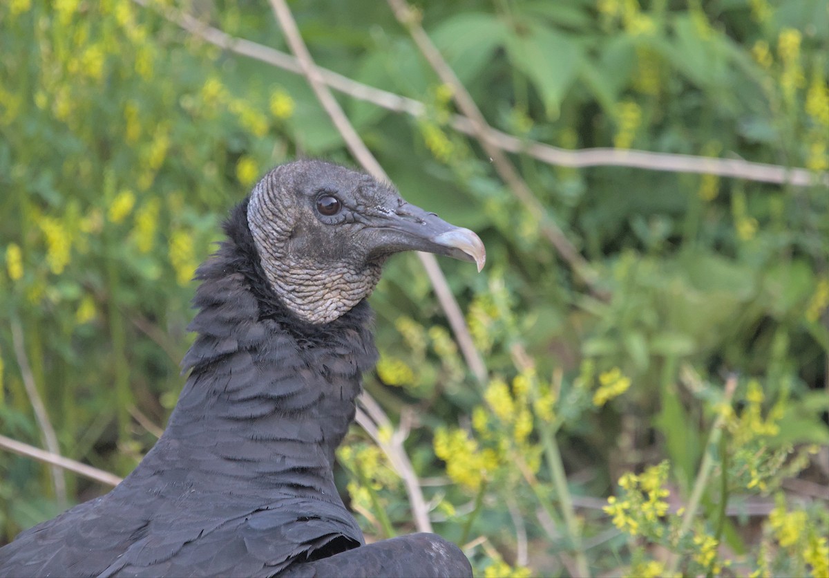 Black Vulture - ML587832941