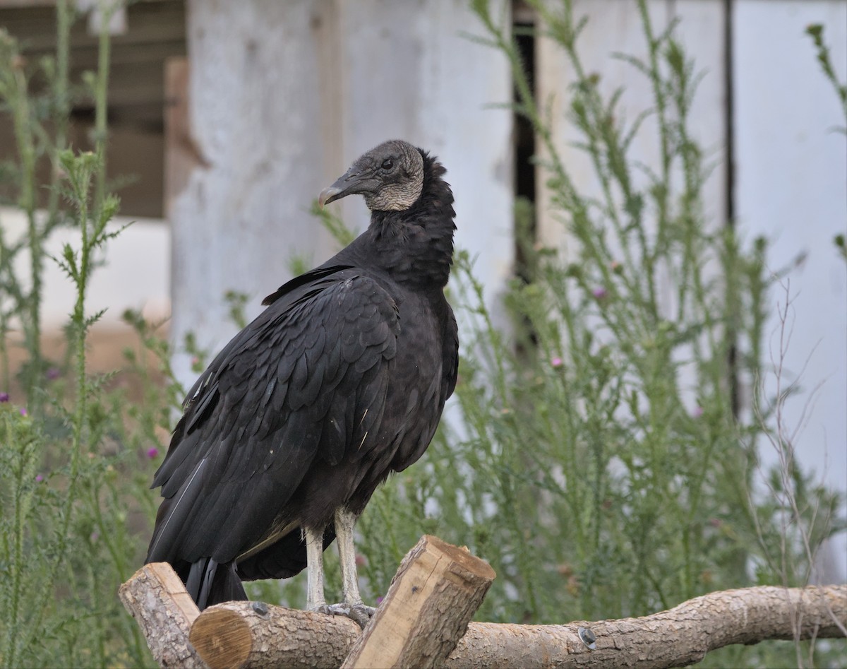 Black Vulture - ML587833321