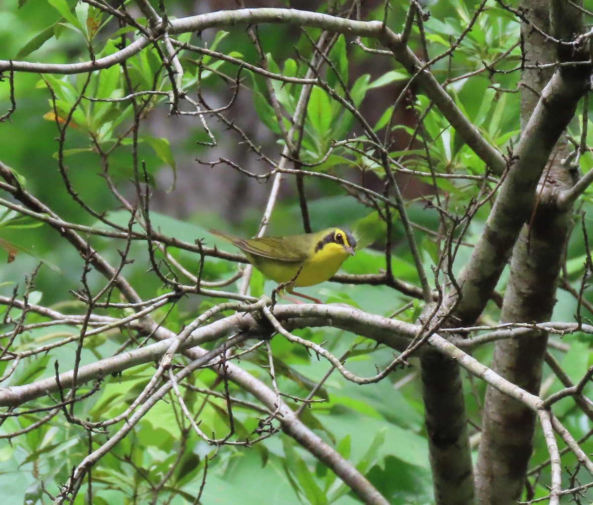 Kentucky Warbler - Paula Perdoni