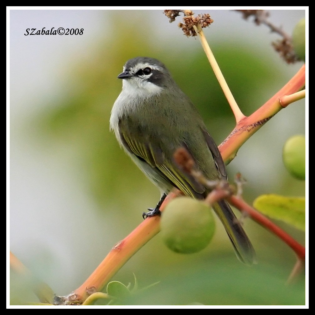 Venezuelan Tyrannulet - Sandra Zabala