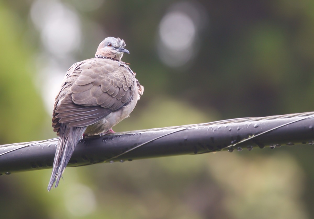 Spotted Dove - Max Breshears