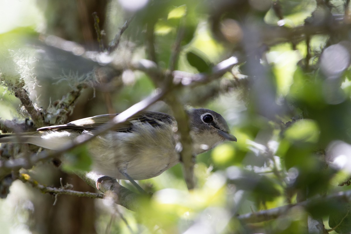 Cassin's Vireo (Cassin's) - ML587838531