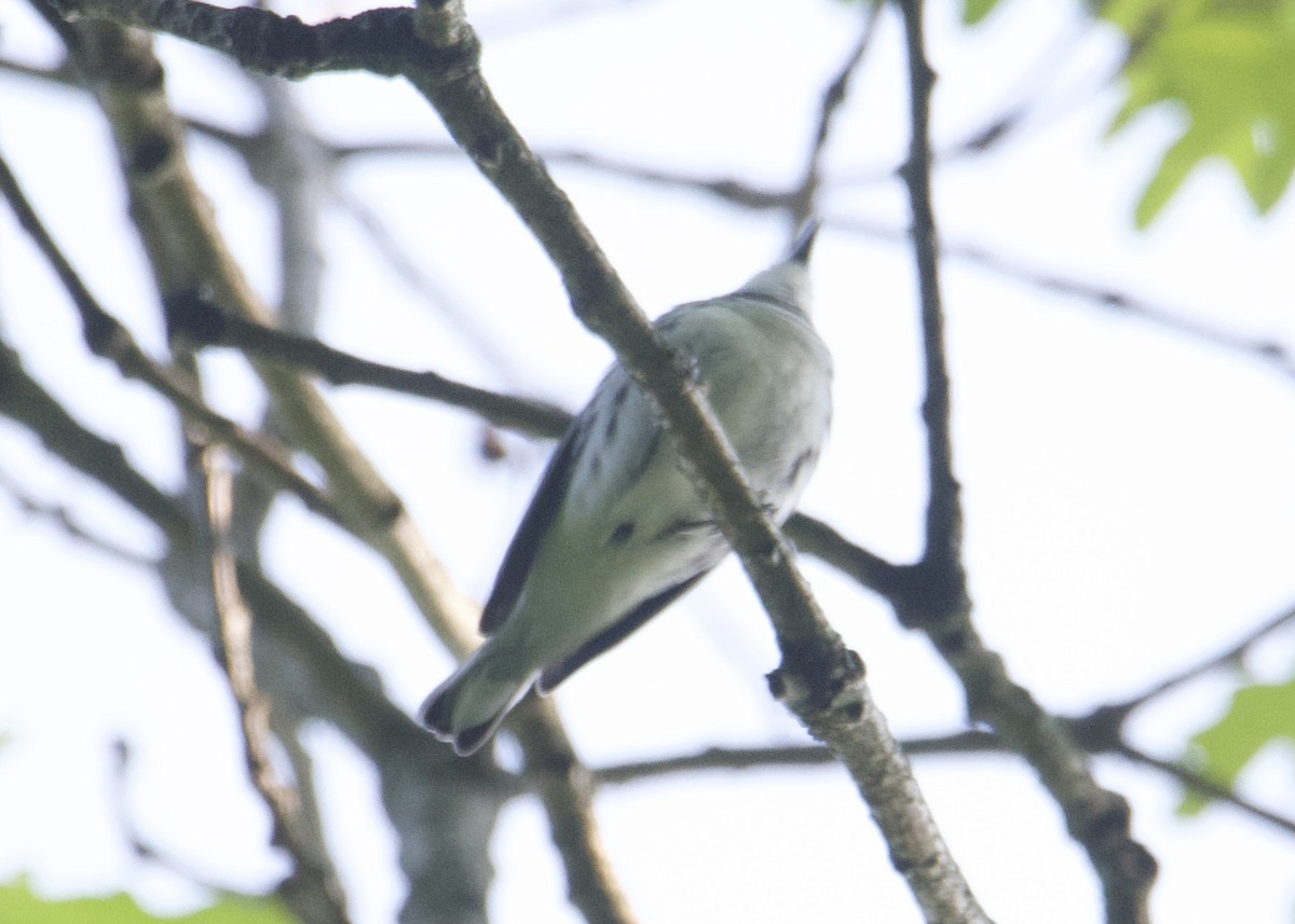 Cerulean Warbler - ML587839851