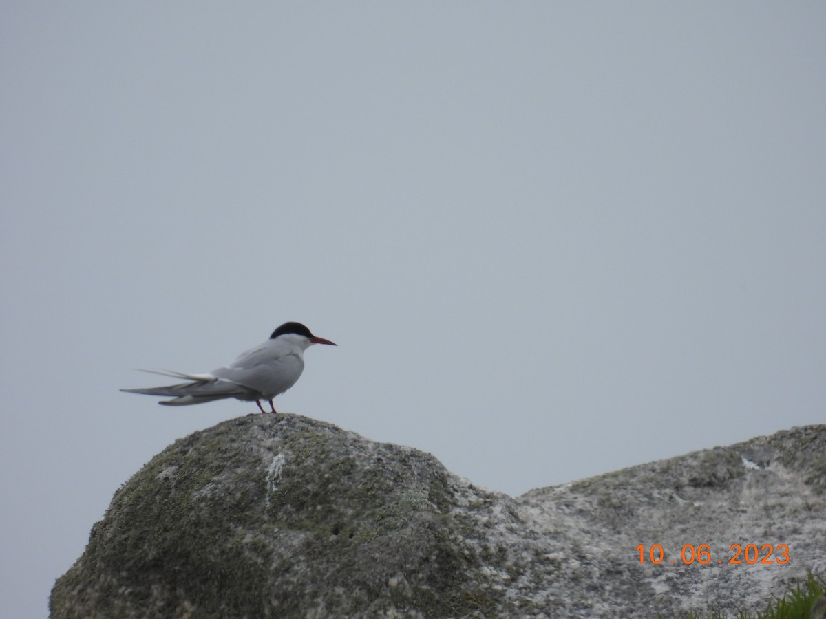 Arctic Tern - Robin Pollard