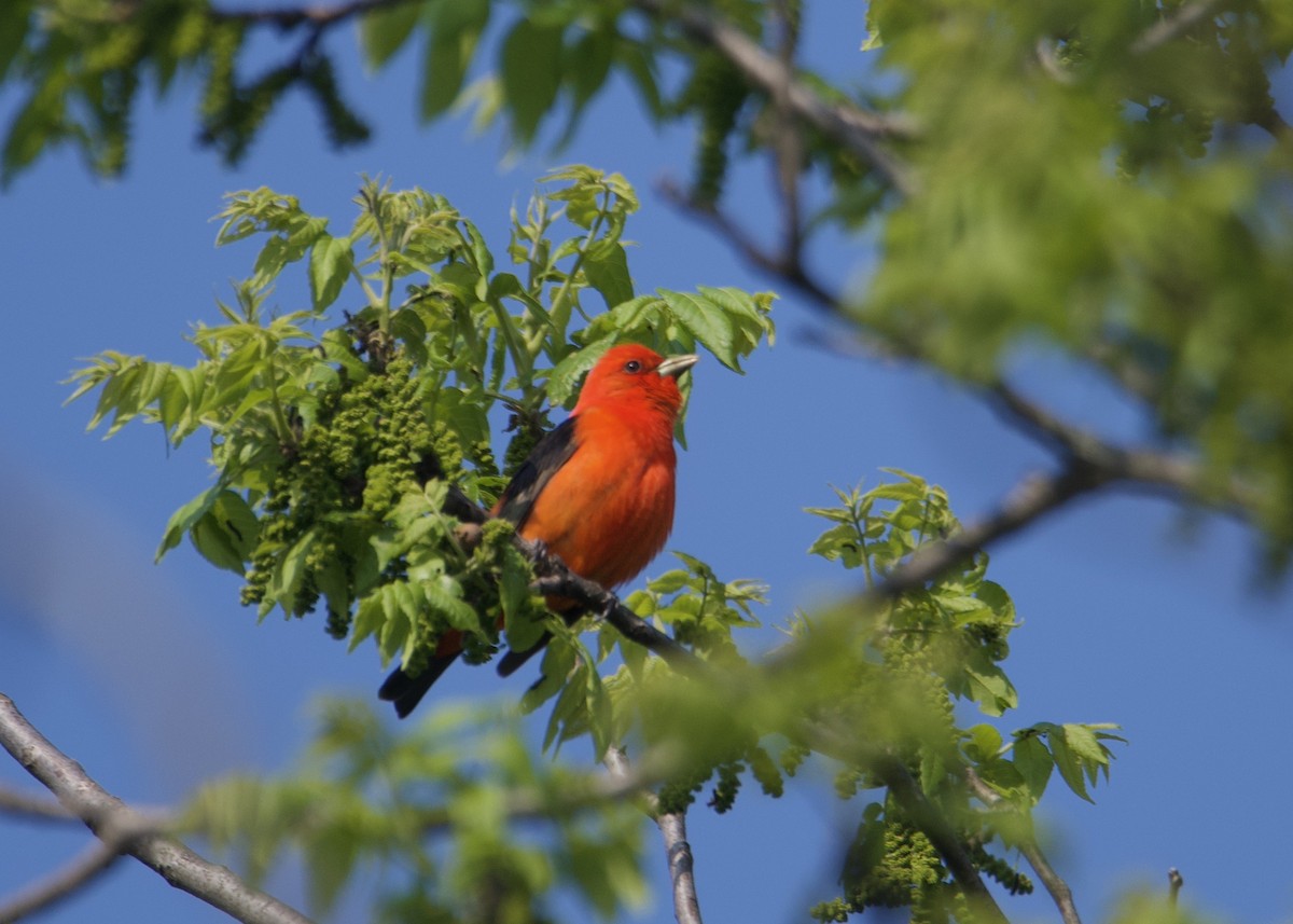Scarlet Tanager - ML587840001