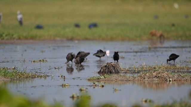 Glossy Ibis - ML587840081