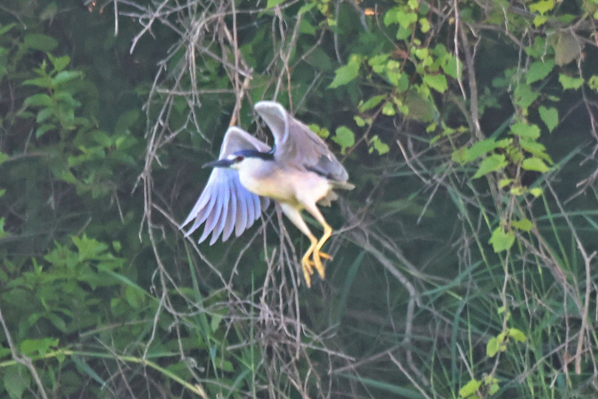 Black-crowned Night Heron - ML587840291