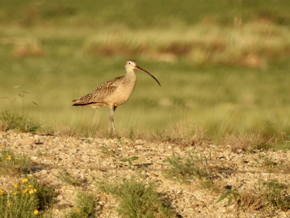 Long-billed Curlew - ML587840971