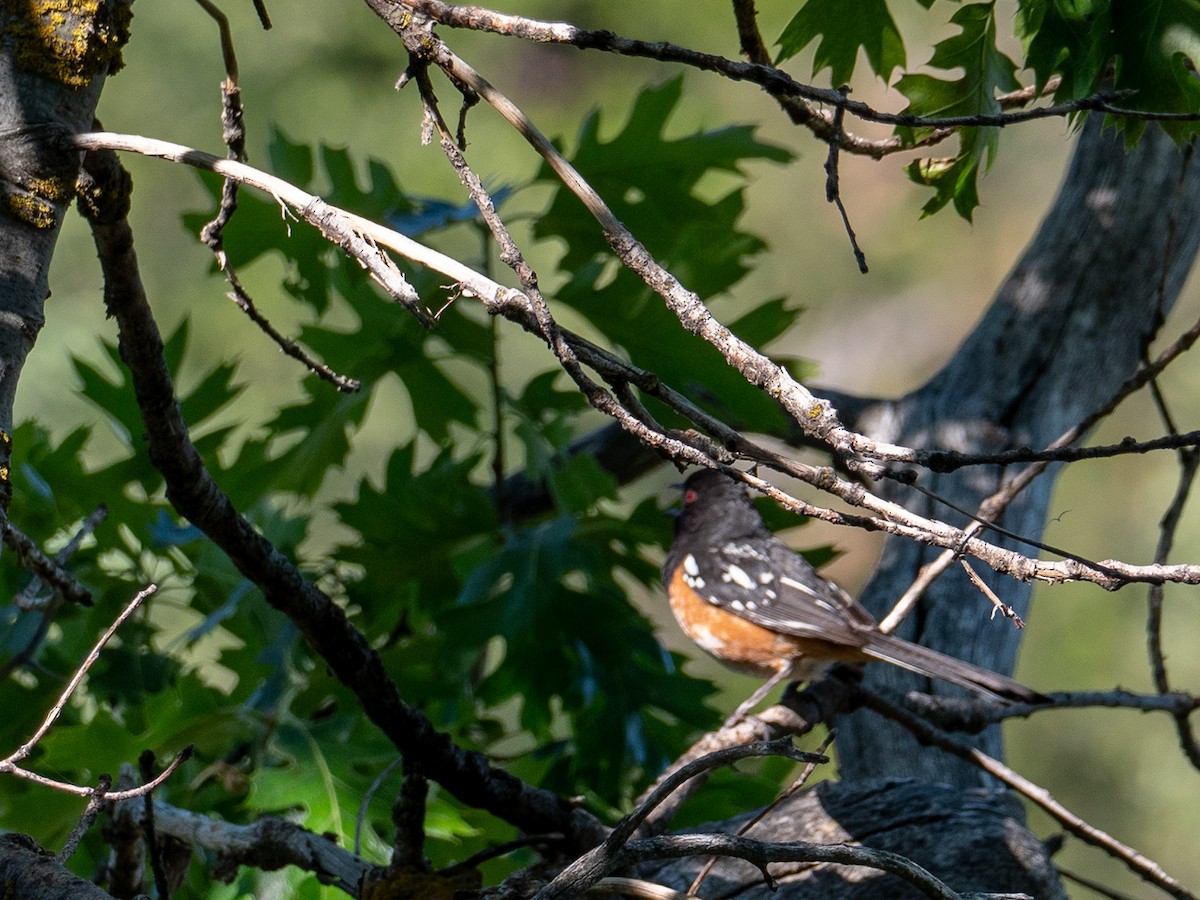 Spotted Towhee - ML587841691