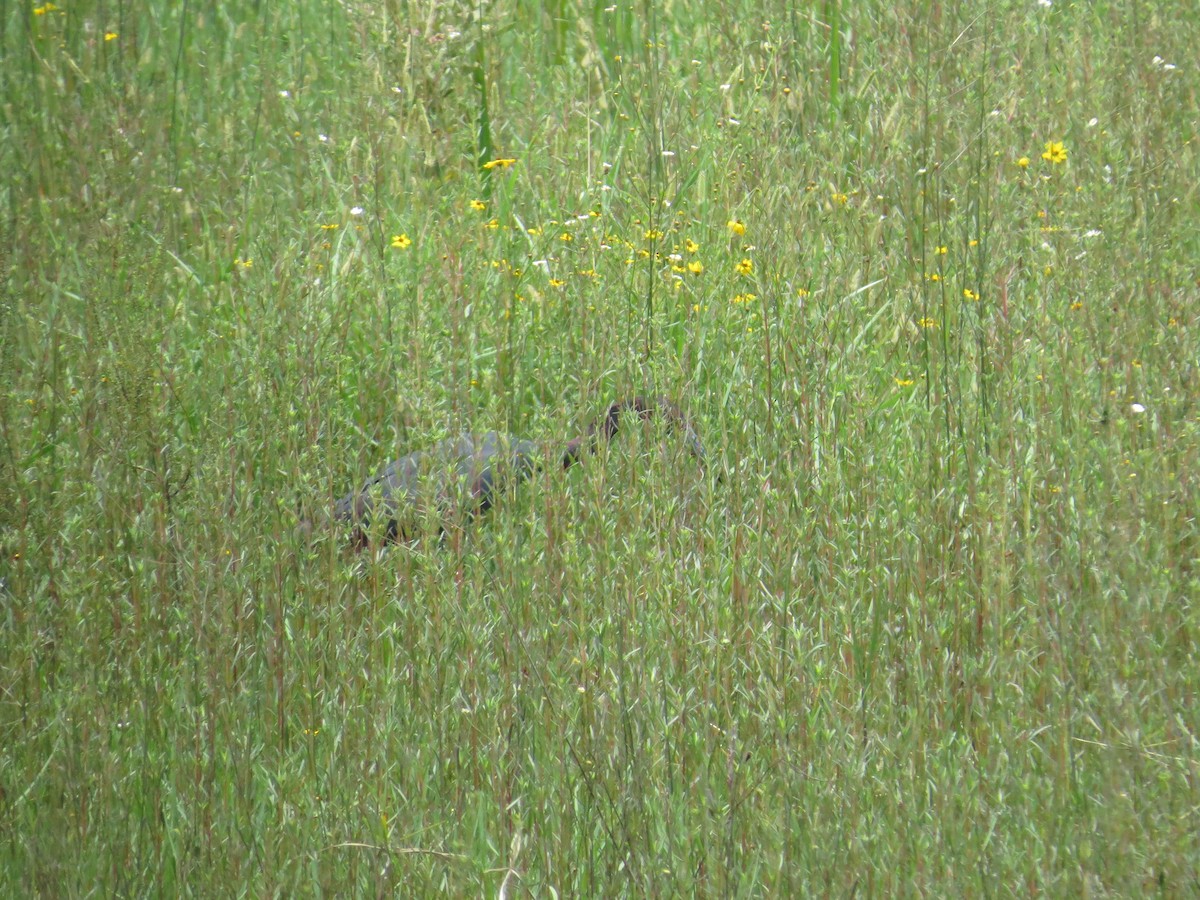 Little Blue Heron - ML587841811