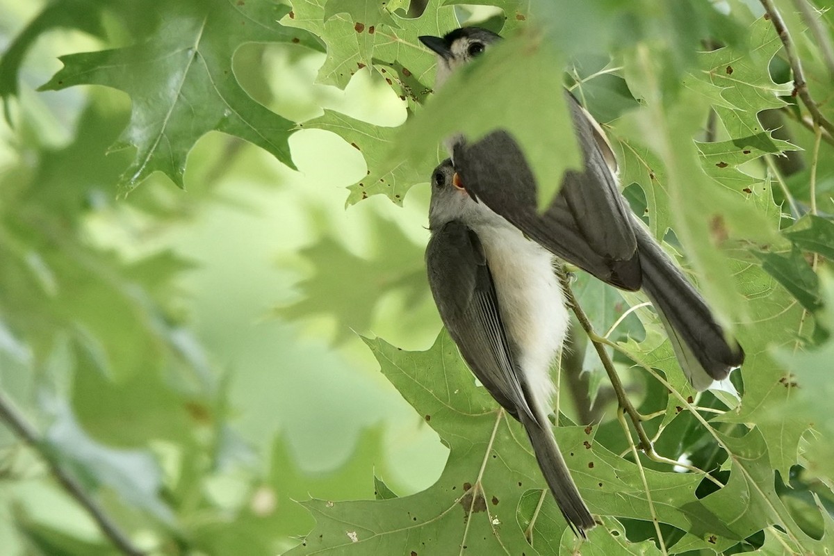 Tufted Titmouse - ML587843201