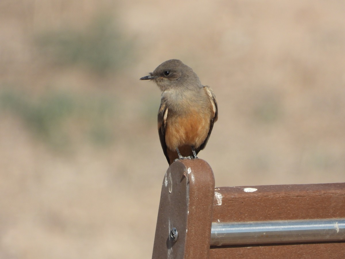 Say's Phoebe - Jeff Percell