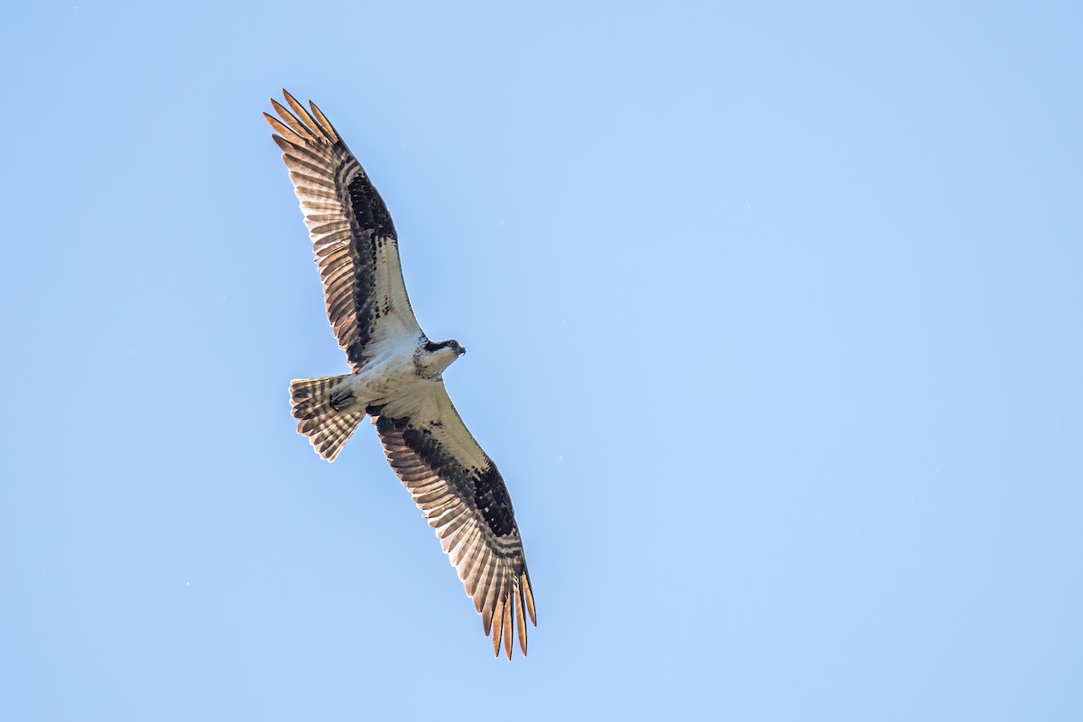 Osprey - Matt Saunders