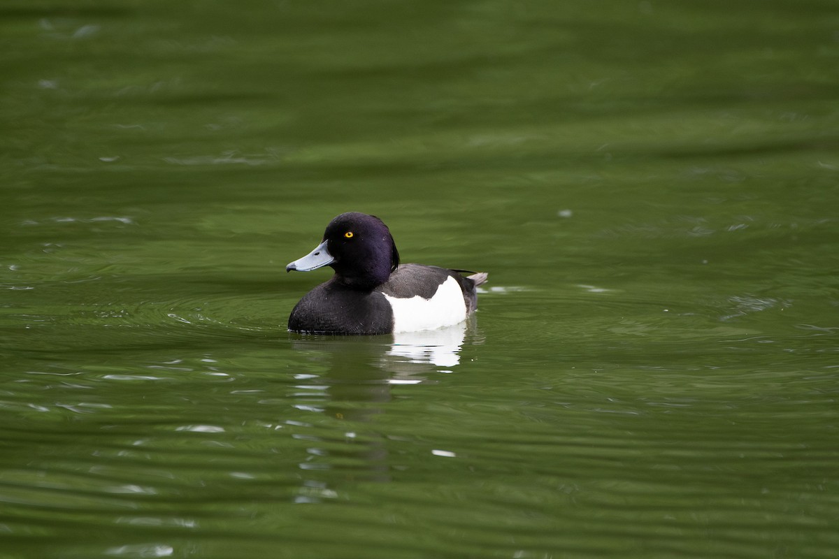 Tufted Duck - Solomon Greene