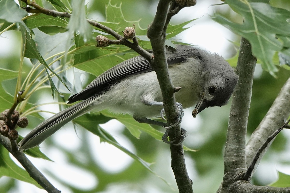 Tufted Titmouse - ML587844871