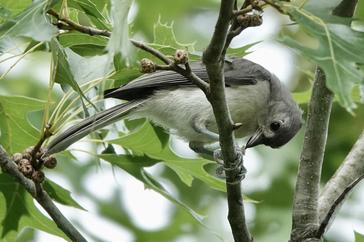 Tufted Titmouse - ML587844881