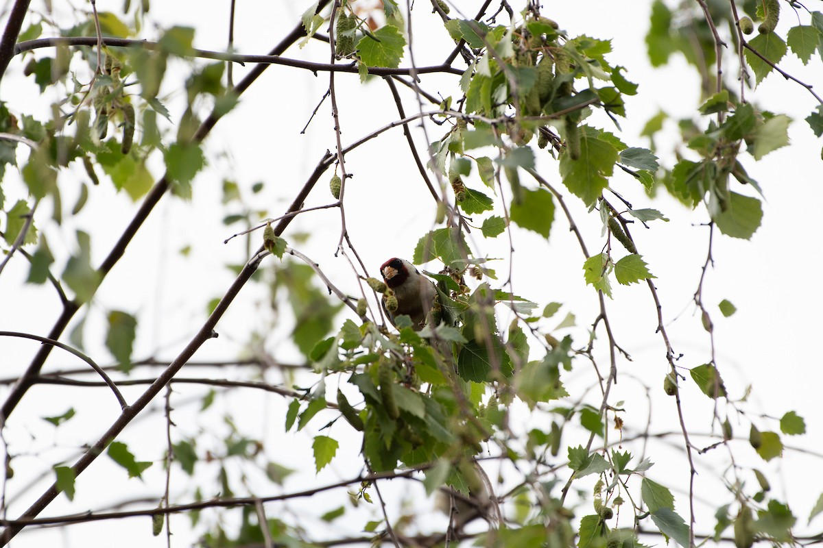 European Goldfinch - Solomon Greene