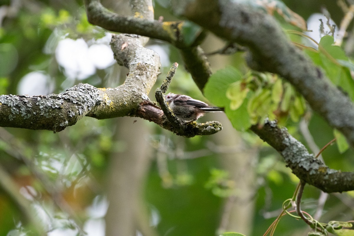 Long-tailed Tit - Solomon Greene