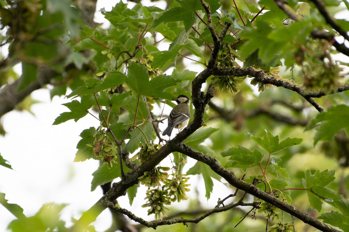 Great Tit - Solomon Greene