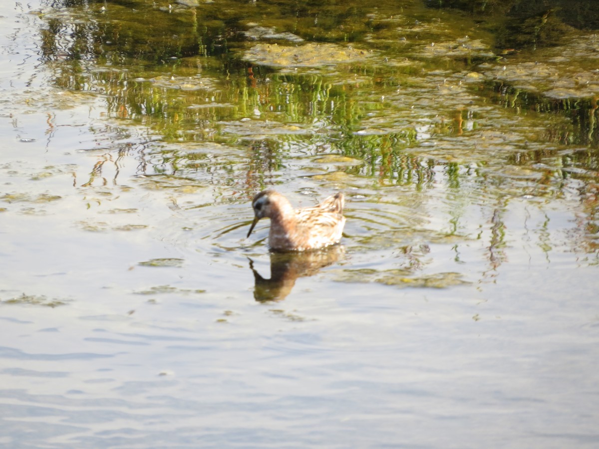 Red Phalarope - Terry Hill