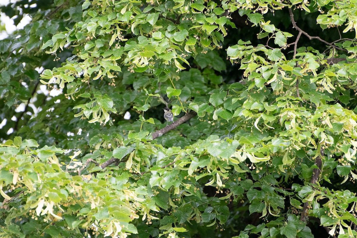 Great Tit - ML587845411