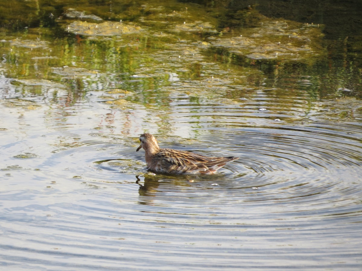 Red Phalarope - Terry Hill