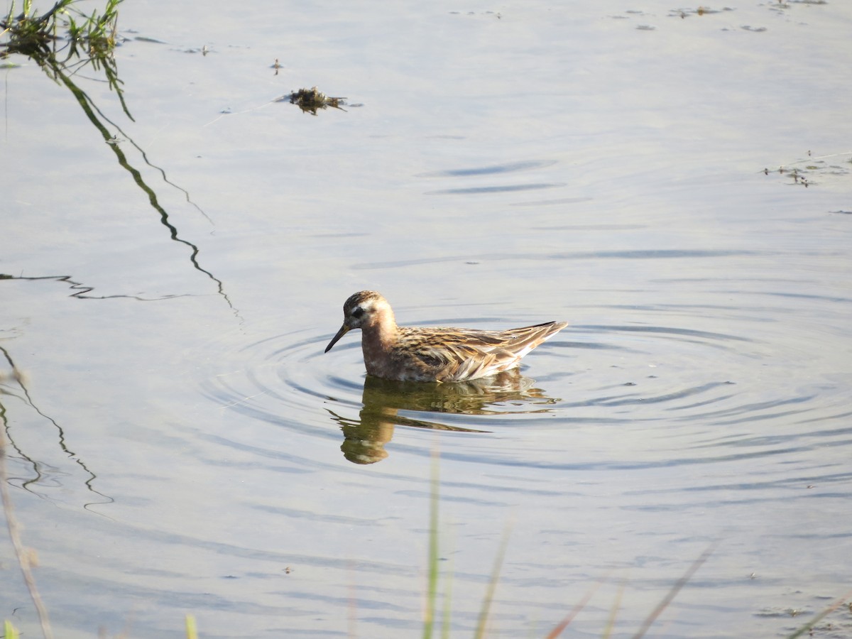 Red Phalarope - Terry Hill