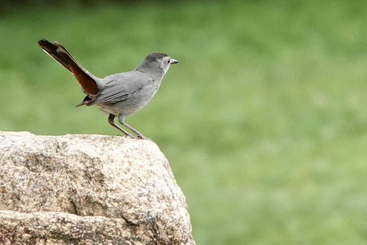 Gray Catbird - ML587845771