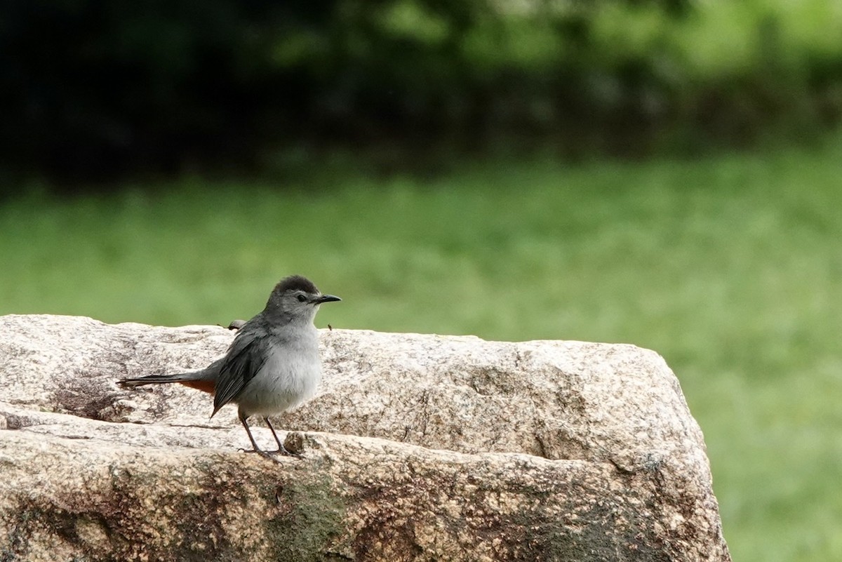 Gray Catbird - ML587845781