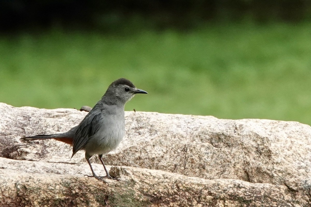 Gray Catbird - ML587845791