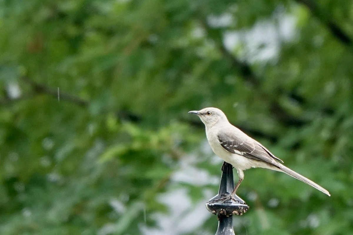 Northern Mockingbird - ML587846221