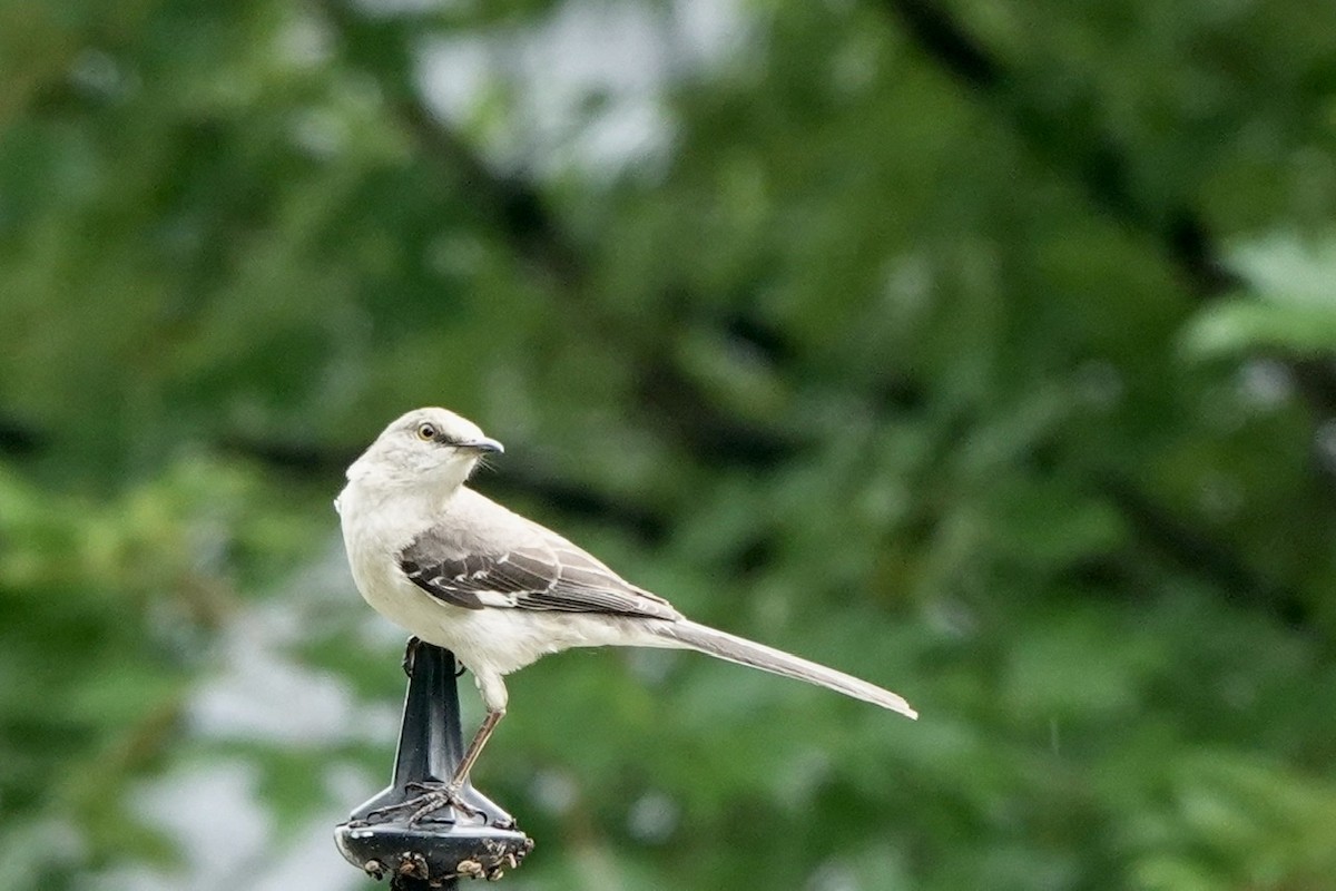 Northern Mockingbird - ML587846241